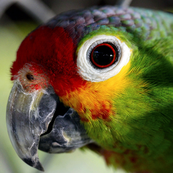 Colorful parrot closeup eyes - Photopublicdomain.com