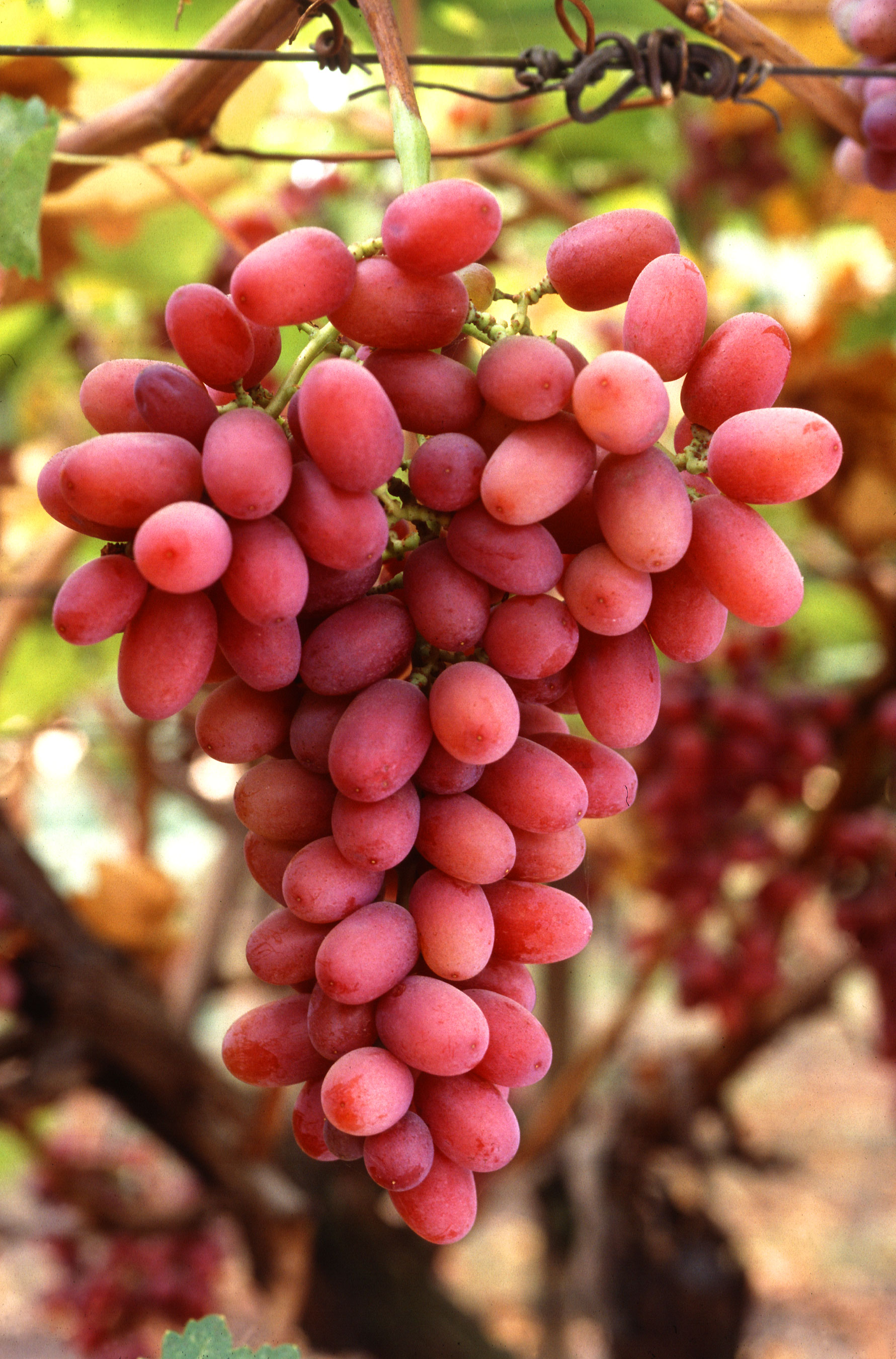 grapes-3-photopublicdomain