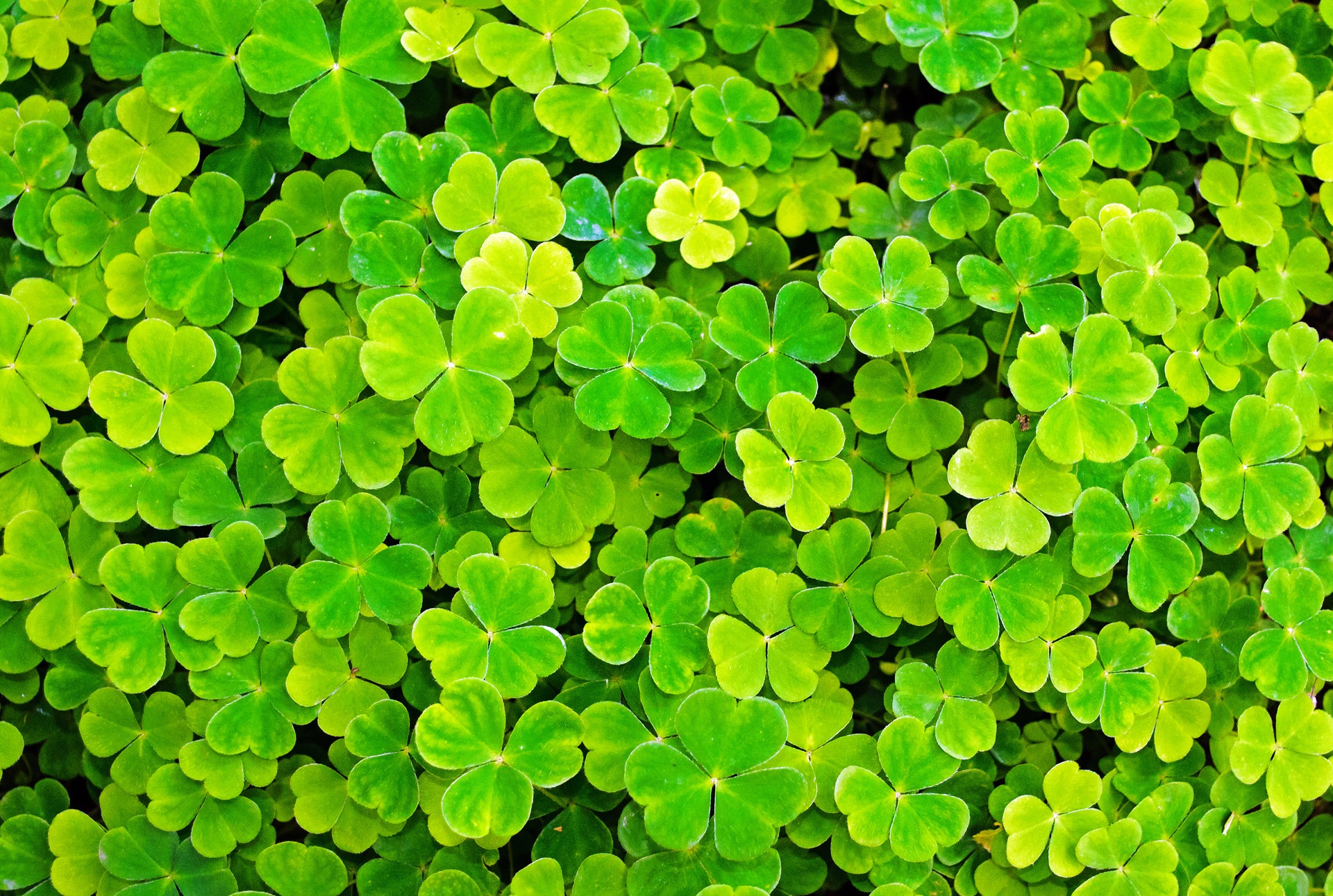 Green leaves background texture - Photopublicdomain.com