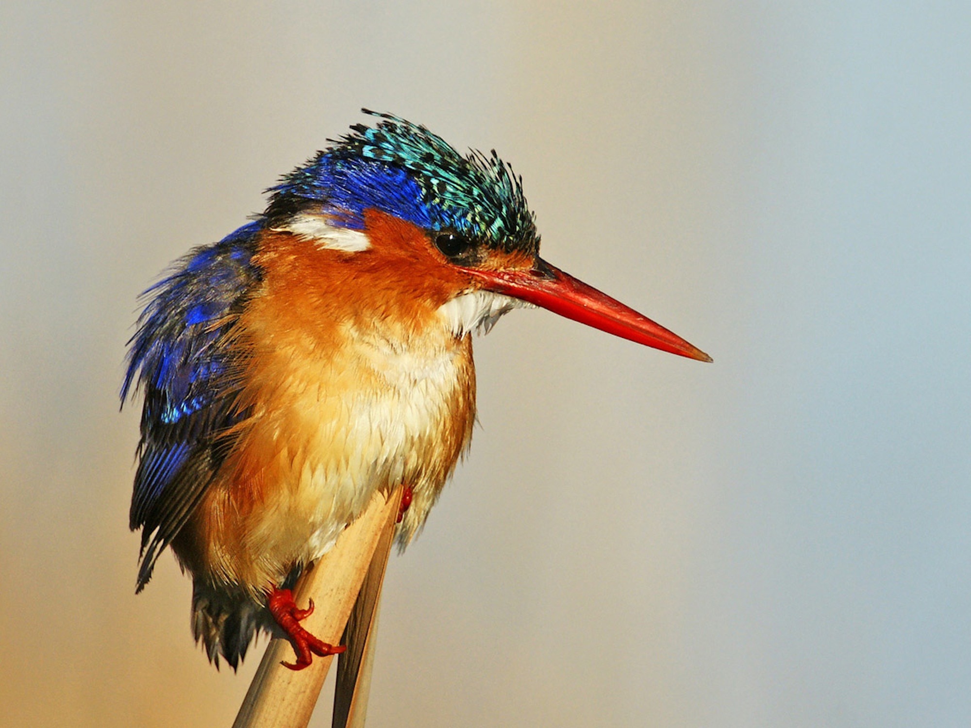 kingfisher-bird-closeup-colorful-photopublicdomain