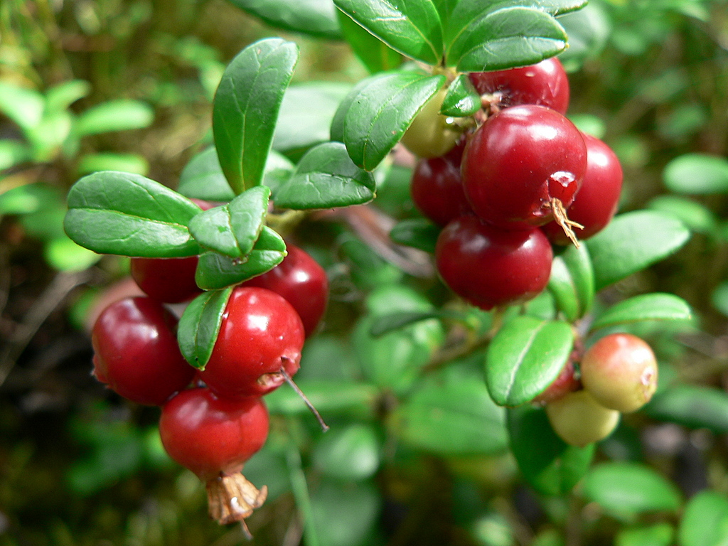 lingonberry varieties