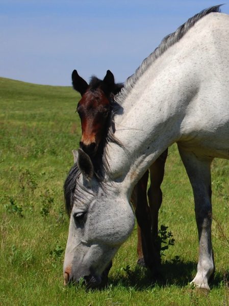 Mother an child horse