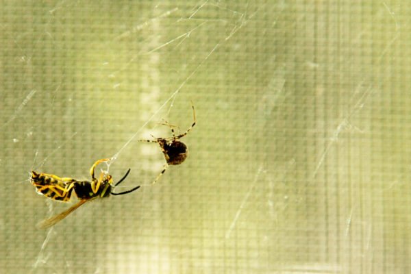 The spider and the wasp