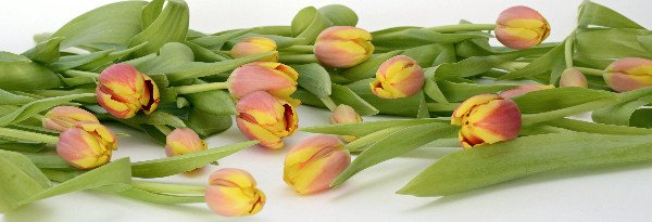 Yellow and red tulips on white