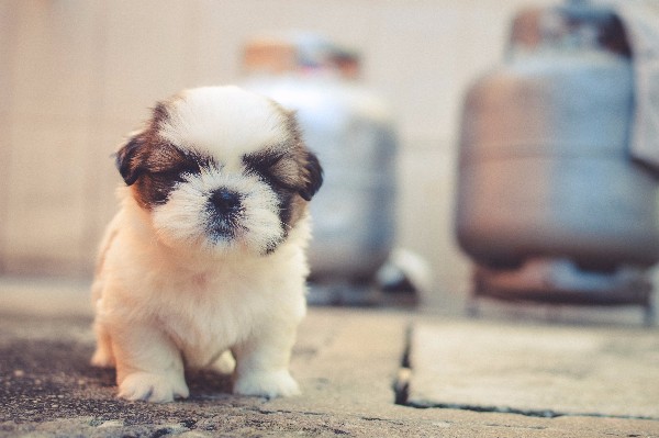 Cute puppy first steps